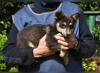 Vionella - Kuckuck...hallo...sind da draußen Menschen?