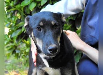 Damiana - ein schüchternes Hundemädchen sucht Sicherheit