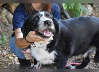 Dino - Gentleman auf Irrwegen