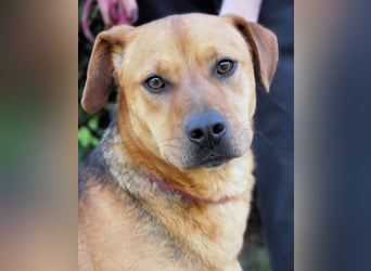 Linnea - Hauptsache ihr großes Herz passt in`s Körbchen