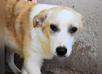 Simbad - Ein verlässlicher Partner...