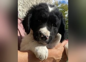 Ian - Neunmal werden wir noch wach...