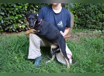 Damiana - ein schüchternes Hundemädchen sucht Sicherheit