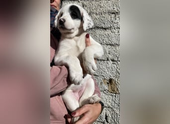 Isa - Neunmal werden wir noch wach...