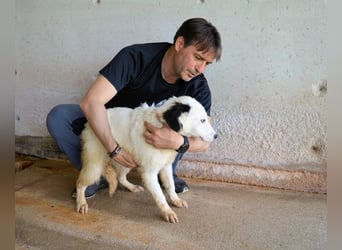 Rylando - Ein Anfang, der nie kam