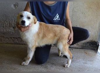 Simbad - Ein verlässlicher Partner...