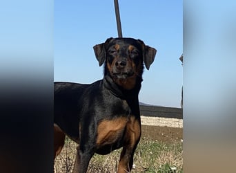 Anny - Ältere Hundedame sucht ihren Prinzessinnenplatz
