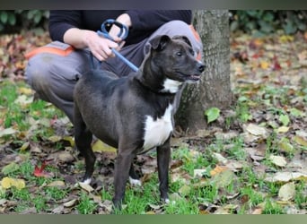 Cyrus - Vertrauen kann man lernen