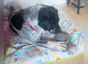 Bice - SOS - Dringend neues Zuhause oder Pflegestelle gesucht /Das hat sie nicht verdient