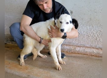 Rylando - Ein Anfang, der nie kam