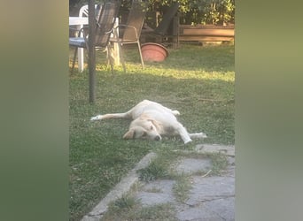 Maja - (Dringend Zuhause oder Pflegestelle gesucht) Wer kennt nicht die Biene Maja?