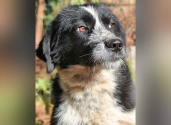 Dino - Gentleman auf Irrwegen