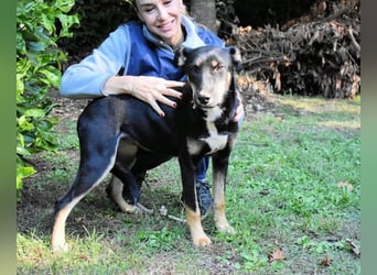 Damiana - ein schüchternes Hundemädchen sucht Sicherheit