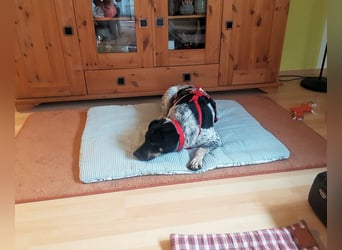 Bice - SOS - Dringend neues Zuhause oder Pflegestelle gesucht /Das hat sie nicht verdient