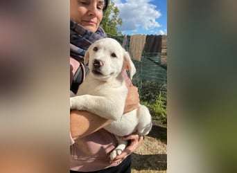 Ivo - Neunmal werden wir noch wach...