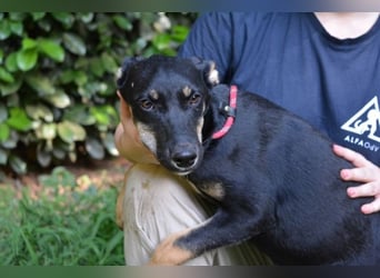 Damiana - ein schüchternes Hundemädchen sucht Sicherheit