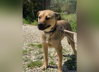 Faudor - Bist du die letzte Station meiner Odyssee?