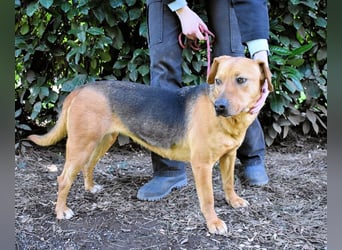 Linnea - Hauptsache ihr großes Herz passt in`s Körbchen