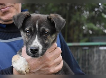 Virox - Kuckuck...hallo...sind da draußen Menschen?