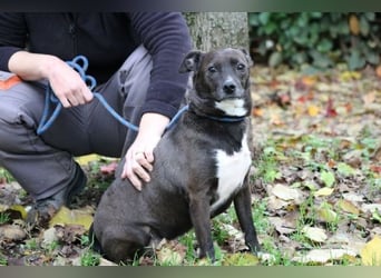 Cyrus - Vertrauen kann man lernen