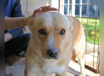 Sigrid - es ist wankelmütig, dieses Schicksal