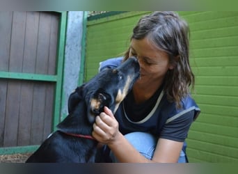 Djamica - fröhliche Junghündin mit offenem Herzen