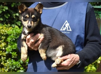 Vionella - Kuckuck...hallo...sind da draußen Menschen?