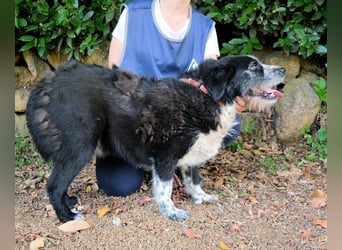 Dino - Gentleman auf Irrwegen