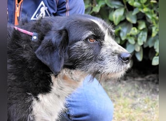 Dino - Gentleman auf Irrwegen