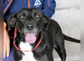 Perlyn - Charmante Ex-Sommerfigur mit Modelpotenzial