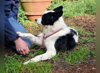 Crix - Hat seine Fledermausohren auf Empfang
