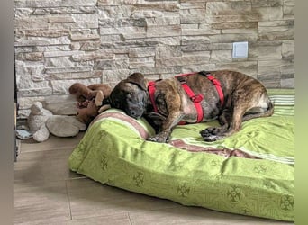 Branson - (DRINGEND Zuhause gesucht) taut langsam auf und sucht Menschen mit Zeit