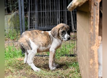 Woola - Als Mama noch bei uns war
