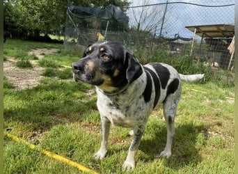 Bice - SOS - Dringend neues Zuhause oder Pflegestelle gesucht /Das hat sie nicht verdient