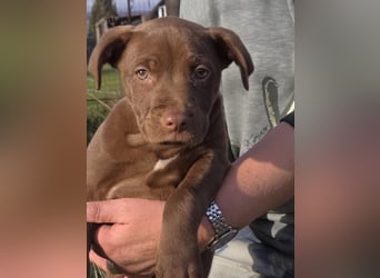 Liva - Also ehrlich, wir sind doch nur Babys!