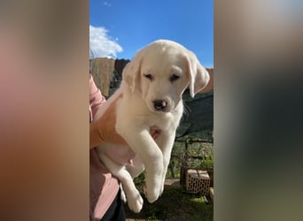 Ivo - Neunmal werden wir noch wach...