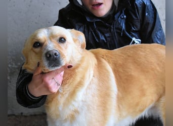 Sigrid - es ist wankelmütig, dieses Schicksal