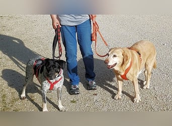 Bice - SOS - Dringend neues Zuhause oder Pflegestelle gesucht /Das hat sie nicht verdient