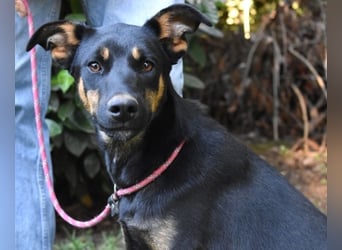 Djamica - fröhliche Junghündin mit offenem Herzen