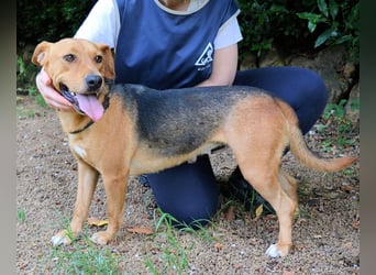 Linnea - Hauptsache ihr großes Herz passt in`s Körbchen