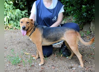Linnea - Hauptsache ihr großes Herz passt in`s Körbchen