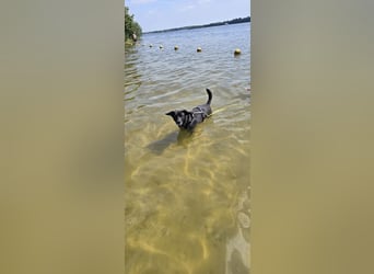 Nikulas - Hallo neues Glück!