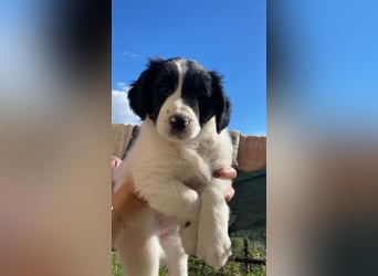 Imma - Neunmal werden wir noch wach...