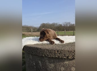 Liva - Also ehrlich, wir sind doch nur Babys!