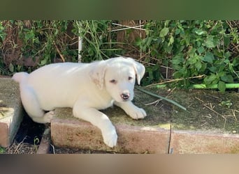 Ivo - Neunmal werden wir noch wach...