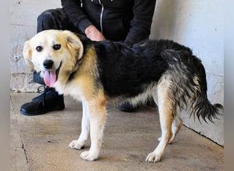 Fioralba - Fantastisches Powerpaket mit Freundlichkeitsbonus