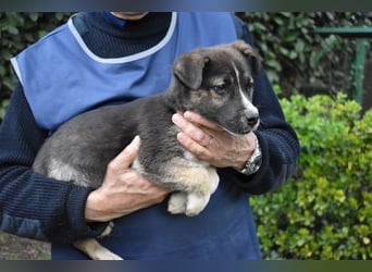 Virox - Kuckuck...hallo...sind da draußen Menschen?