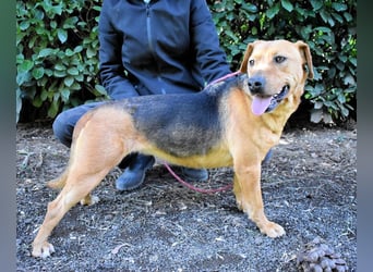 Linnea - Hauptsache ihr großes Herz passt in`s Körbchen