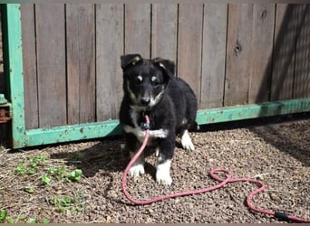 Vessilia - Kuckuck...hallo...sind da draußen Menschen?