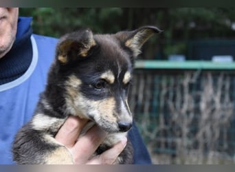 Vionella - Kuckuck...hallo...sind da draußen Menschen?